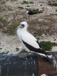 Masked booby. Image