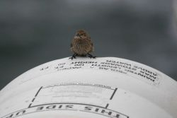 A small land bird checking out a life raft on the NOAA Ship DAVID STARR JORDAN just in case. Image