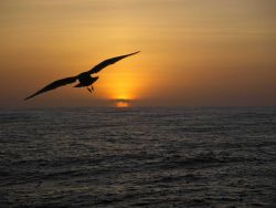 A sea bird observed flying towards the sunset during 2004 Pacifc Whiting Fishery survey. Image