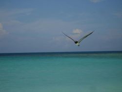 Booby in flight Image