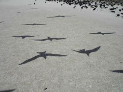 Bird shadows on the sand Image