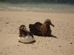 Albatross chicks Image