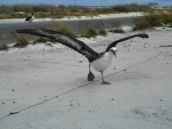 An albatross taking off from the Midway runway Image