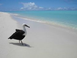 A Laysan albatross contemplating the ocean Image