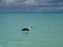 A Laysan albatross cooling off with a refreshing dip in the aquamarine waters of Midway Island. Image