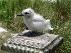 A white tern chick, hardly indicative of the beautiful bird that it would become Image