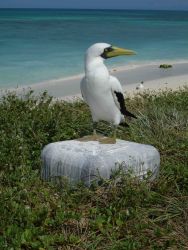 Masked booby Image