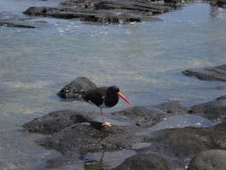 American oystercatcher. Image