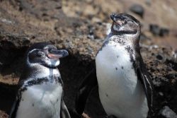 Galapagos penguins. Image