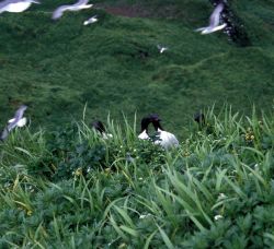 Murres on ridge Image