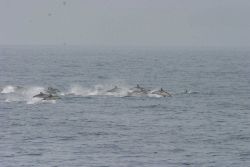 A pod of dolphin chasing dinner. Image