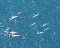 A pod of narwhals cruising Arctic seas. Image