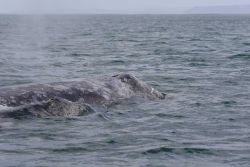 Gray whale and calf. Image