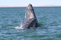 A mother gray whale and calf spy-hopping. Image