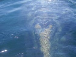 A gray whale approaching scientists' boat. Image