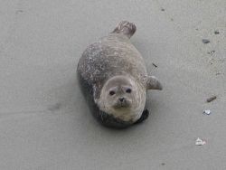 A harbor seal pup. Image