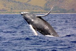 A breaching humpback whale. Image