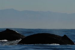 Humpback whales Image