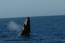 Humpback whale spu-hopping Image