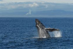 Humpback whale breaching Image