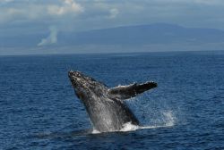 Humpback whale breaching Image