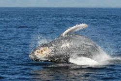 Humpback whale breaching Image