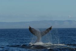 Humpback whale tail Image