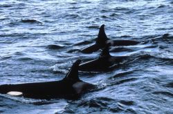 A pod of killer whales Image