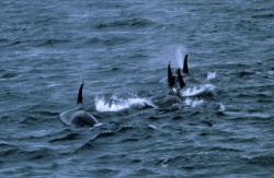 A pod of killer whales Image