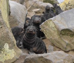 Northern fur seal pups Photo