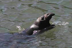 A young elephant seal swimming at the surface at Piedras Blancas. Image