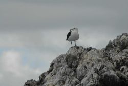 Black-backed gull Image