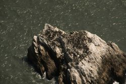 A common murre colony on an offshore rock Image