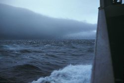 A huge flock of seabirds - perhaps shearwaters seen from the USC&GS PATHFINDER Image