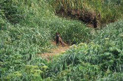 An arctic fox (Alopex lagopus) Image