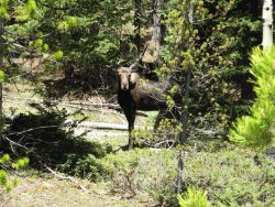 A moose seen just off the highway on Cameron Pass on Colorado Highway 14. Image