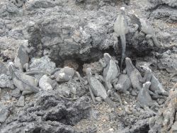 A large number of marine iguanas whose skin color blends right into the volcanic rocks of the Galapagos. Image