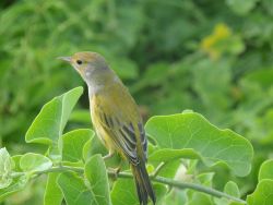 A yellow finch, a member of the group known as Darwin's finches. Image