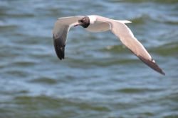 Laughing gull in flight. Image