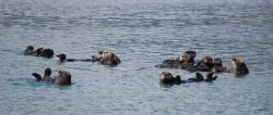 A group of sea otters together is known as a raft. Image