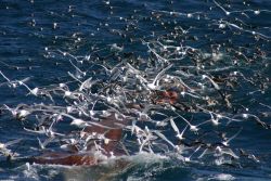 A profusion of seabirds looking for the proverbial free lunch as the cod end of a trawl is coming aboard. Image