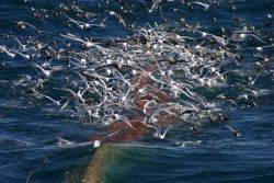 A profusion of seabirds looking for the proverbial free lunch as the cod end of a trawl is coming aboard. Image