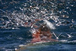 A profusion of seabirds looking for the proverbial free lunch as the cod end of a trawl is coming aboard. Image