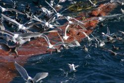 A profusion of seabirds looking for the proverbial free lunch as the cod end of a trawl is coming aboard. Image