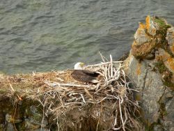 Bald eagle in nest. Image