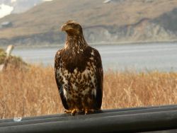 Bald eagle. Image