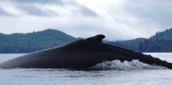 Humpback whale beginning to dive. Image