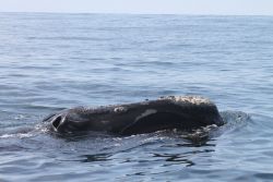 Northern right whale showing blow holes and callosities. Photo