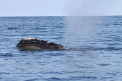 Northern right whale blowing showing baleen and callosities. Photo