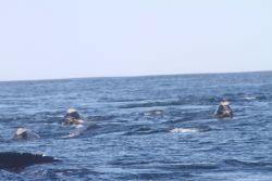 A pod of northern right whales. Image